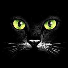 черна котка със сини очи